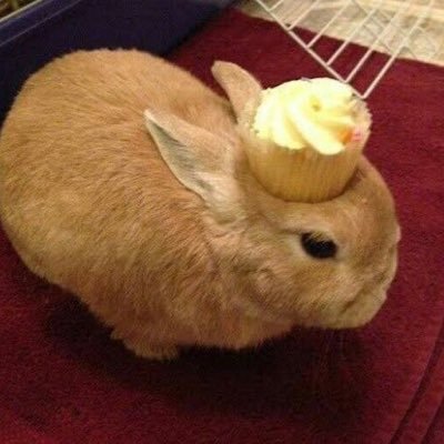 zweena🪆🇾🇪🇵🇹