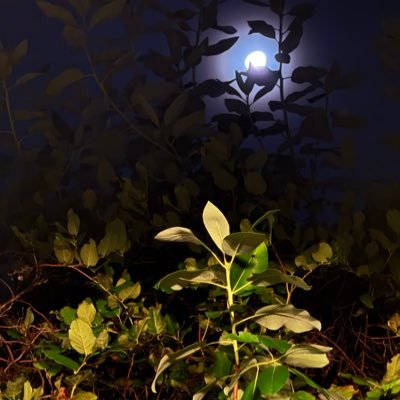 Veritas et Aequitas 真相与公正