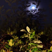 Veritas et Aequitas 真相与公正