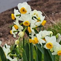 ☘️🌻Himawari🌻☘️