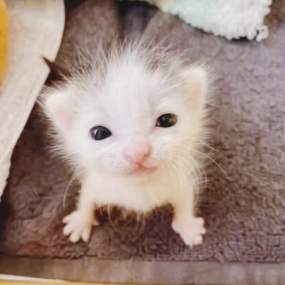 dr. mel king’s historical lifelong roommate