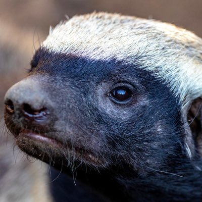 Badger