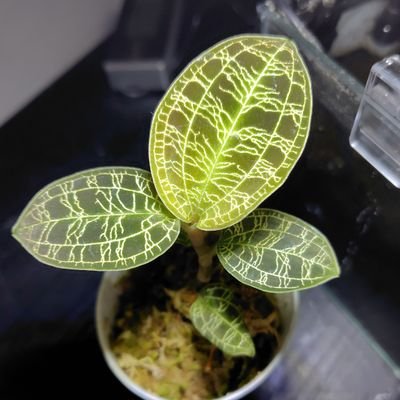 ｷｬｯﾄﾊﾟﾝ　楽天モバイル推進部隊