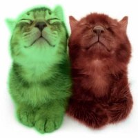 🦈 𓏼 #𝟷 𝘾𝙃𝘼𝙕 𝙁𝘼𝙉̼ 𐦯