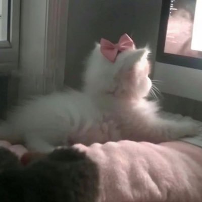 앰 ‎❀ εїз ❀