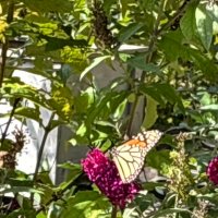 be the change u want to see in the world