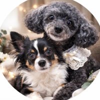 シア🌈とトワ🐾｜犬の日常＋ときどき💎TREASURE