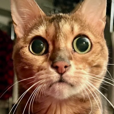 😺😸⚫️🔴🌕