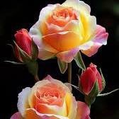 🌹🌹🌹, Nati🇮🇹 👑