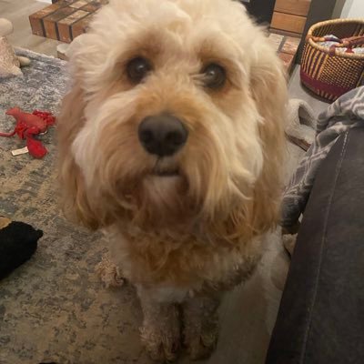 @writerchick.bsky.social 🌻🇺🇦 🪷