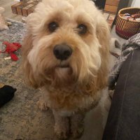 @writerchick.bsky.social 🌻🇺🇦 🪷