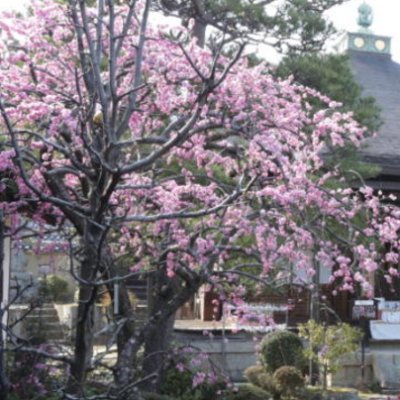 ❤🌸☆彡🌙クリーム王子三世🌙☆彡🌸❤