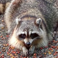 Laurie 🦝🪻🌷🌸🐈‍⬛🐈🌳🌿