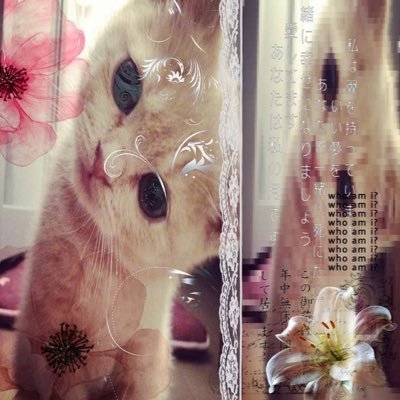 choco ꒰ა❤︎໒꒱ of shedtwt✨