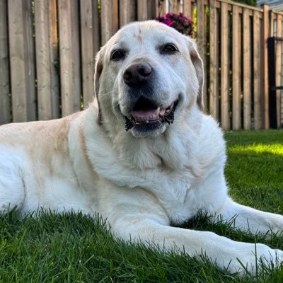 💛 Linda 👩 & Daisy 🦮 💛