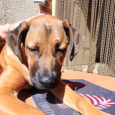 @ALBERTOJOSEGAR4 🚀