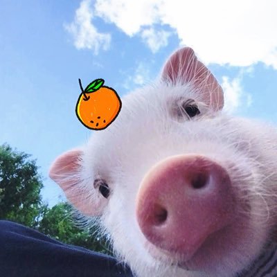 ₊˚ ลูกหมูสีชมพู 𓂃🐷🌷