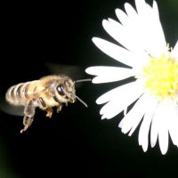 Earthstar 🇦🇺 🇬🇧