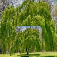 Iran AZAD💖🇮🇱🌎,🇺🇸✨💫🌲🌴🌳