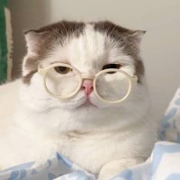 OPEN🟢 แมวแว่นขายไฟล์หนังสือ5บาท