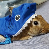 ピョンマロ🐰💙🟡🟢🕺🌈🩷🤩