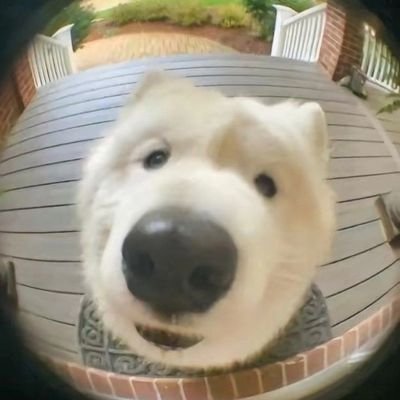 หมาขาวมีบัตรคอนนะ