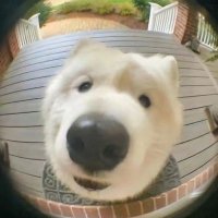 หมาขาวมีบัตรคอนนะ