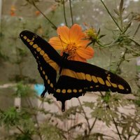 sorvete de máquina 🧙‍♀️