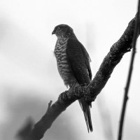 Old Man Kirky 🏴󠁧󠁢󠁷󠁬󠁳󠁿