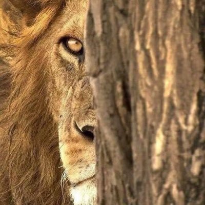 Esedullāhi'l-Gālib