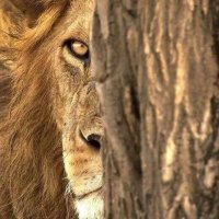 Esedullāhi'l-Gālib