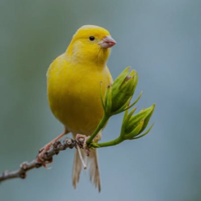 ( ᷄ᾥ ᷅ )アンガー