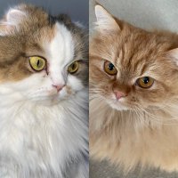 千葉のリンさん🐱ᩚ🐰ྀིぽんぽんし隊🏐👉🏻🩷👈🏻　⚾️北海道日本ハムファイターズ🦊