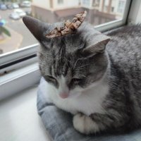 Dmitry47_🌶️#CrunchieOG