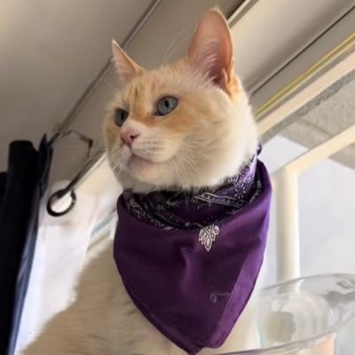 🌸Koshka Morrison Diesel💜