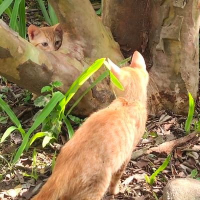 lesbica demoniaca⚢