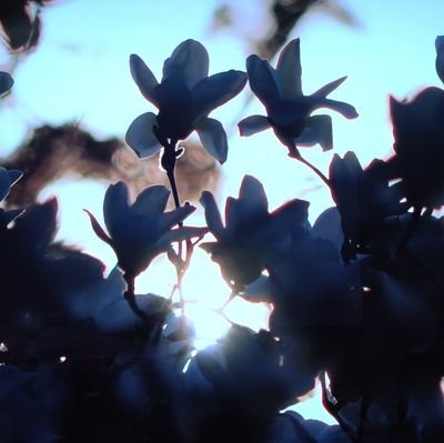 市@れいわ新選組を支持中。