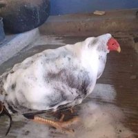 Exoboost 182ps ☯️