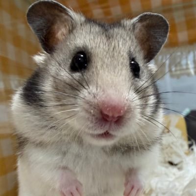 ハムスターのﾁｮﾚｪｲ