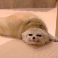 ありがとうありがとう