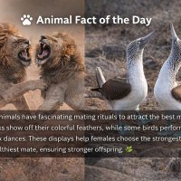 Sir. BITWAYE IKI 💜 ?