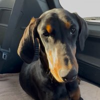 Junos Journey Home Foundation