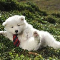 海月(サモエド)