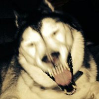 Vermillion-Vernalossom