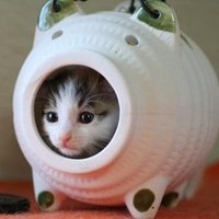 neko_SPEED_Co., Ltd.