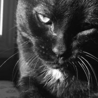 🖤🇺🇦𝕾𝖆𝖓𝖌𝖚𝖎𝖘𝕻𝖘𝖎 🇹🇼🖤