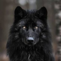 Etienne Navarre 🇬🇧 Agent #6355 & #38442