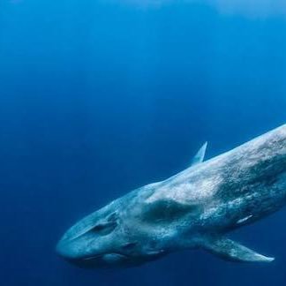 Blue Whale