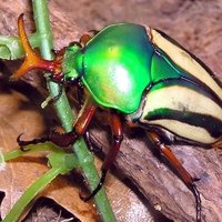 The Bug Collector🪲🫐