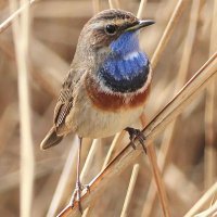 Charles van Herpen 🐦 tweets op persoonlijke titel